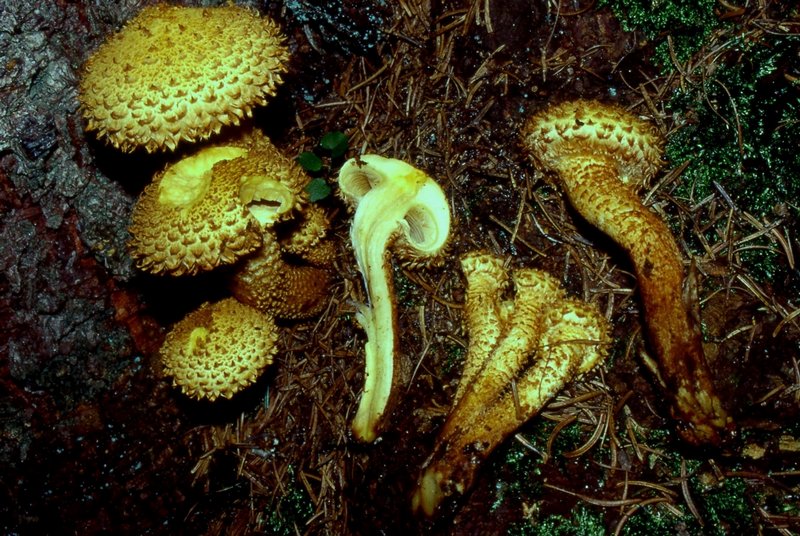 Altri funghi nel prato:  Pholiota cfr. lucifera